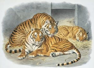 Eutheria Collection: Panthera tigris, tiger
