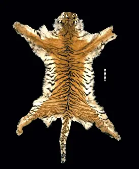 Big Cat Prints: Panthera tigris virgata, Persian tiger