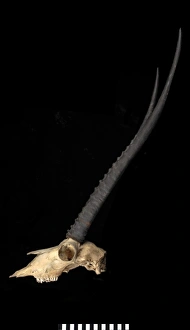 Antilopine Gallery: Pantholops hodgsonii (Tibetan antelope or chiru)