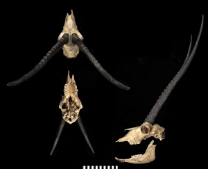 Antilopine Gallery: Pantholops hodgsonii, tiibetan antelope or chiru