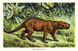 Pleistocene Prints: Pantolambda, extinct genus of pantodont mammal
