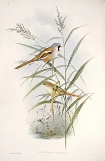 Commelinid Prints: Panurus biarmicus, bearded tit