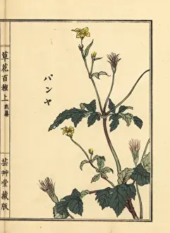 Gardenflower Prints: Panya, unknown plant