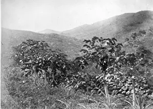 Papau tree