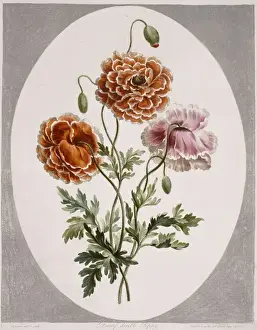 Natural History Museum Prints: Papaver alpinum, dwarf poppy