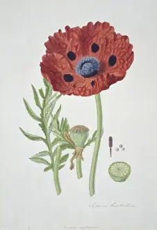 Papaver Prints: Papaver bracteatum, Oriental poppy