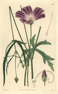 Greville Prints: Papaver-like or poppy flowered nuttalia, Nuttallia