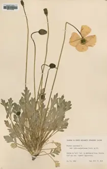 Poppy Prints: Papaver nudicaule L, arctic poppy