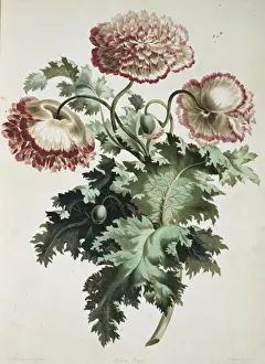Papaver Prints: Papaver orientale, Eastern poppy