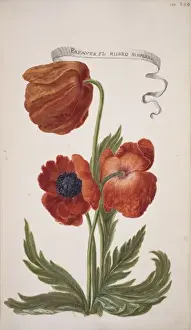 Poppy Prints: Papaver orientale, oriental poppy
