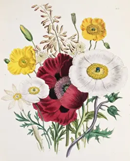 Papaver orientale, oriental poppy