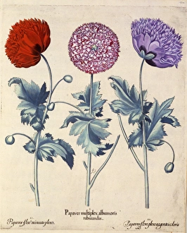 Papaver (Poppy), three varieties Papaver (Poppy), three varieties