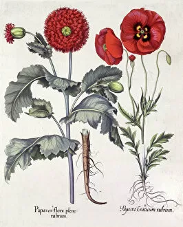 Flora Collection: Papaver (Poppy), two varieties