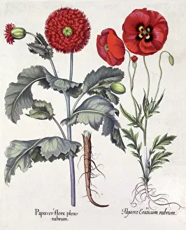 Roots Collection: Papaver (Poppy), two varieties