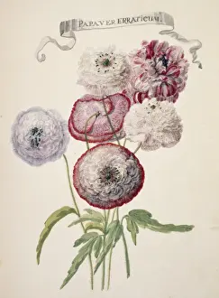 Potted Histories Prints: Papaver rhoeas, field poppy