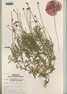 Herbarium Prints: Papaver rhoeas L, common poppy