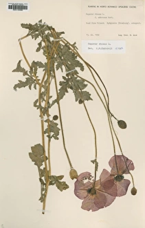 Maize Collection: Papaver rhoeas L, corn poppy