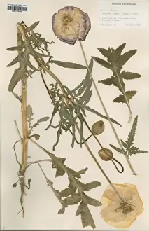 Herbarium Prints: Papaver rhoeas, shirley poppy, double mixed