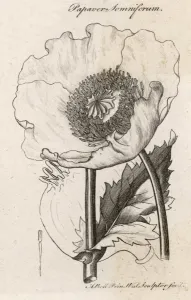 Somniferum Prints: Papaver Somniferum