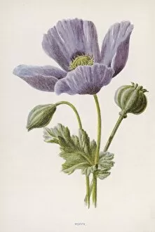 Flowers and Plants Gallery: Papaver Somniferum