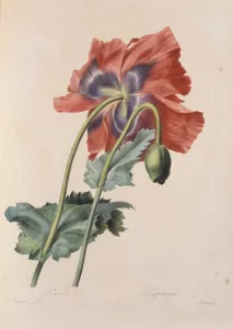 Poppy Prints: Papaver somniferum, opium poppy