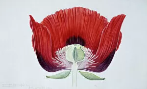 Poppy Collection: Papaver somniferum, Opium poppy