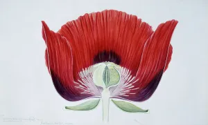 <b class=qtipBold><figcaption>Papaver somniferum, Opium poppy</figcaption></b><br>Drawing by Arthur Harry Church in 1904. Held in the Botany Library at the Natural History Museum, London. Date:<br><em>© Mary Evans / Natural History Museum</em> Papaver somniferum, Opium poppy