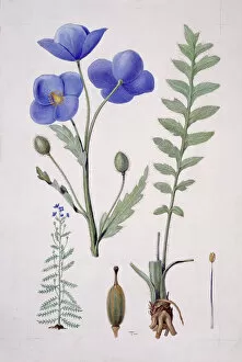 Flowering Gallery: Papaver sp. blue poppy