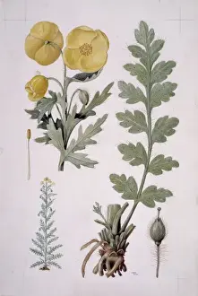 Papaver Prints: Papaver sp. yellow poppy