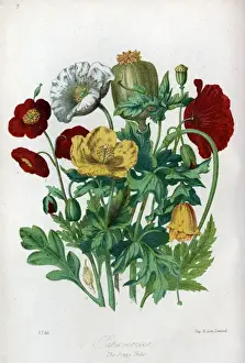 Classification Prints: Papaveraceae - Poppy