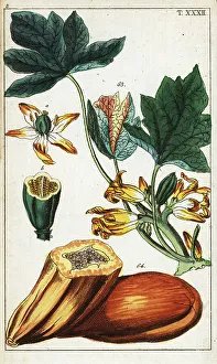 Seeds Prints: Papaya fruit, section, flowers and leaves, Carica papaya