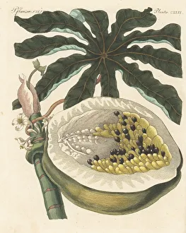 Carl Bertuch Prints: Papaya fruit with seeds, leaf, and flower, Carica papaya