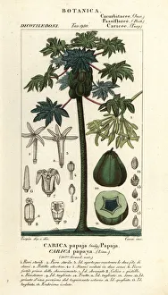 Images Dated 22nd March 2020: Papaya, papaw or pawpaw tree and fruit, Carica papaya