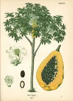 Papaya or papaw tree, Carica papaya