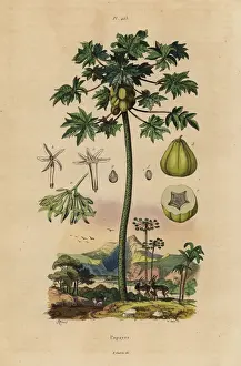 Pawpaw Prints: Papaya or pawpaw tree with fruit