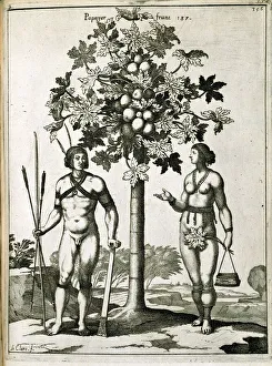 Etching Gallery: Papaya tree