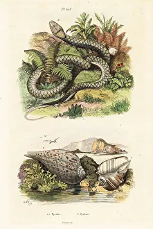 Herpetology Prints: Paper fig shell and amethystine python