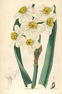 Weddell Collection: Paperwhite or bunch-flowered daffodil, Narcissus tazetta