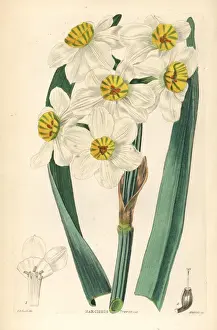 Dalton Prints: Paperwhite or bunch-flowered daffodil, Narcissus tazetta