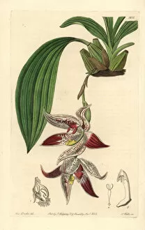 Paphinia cristata orchid