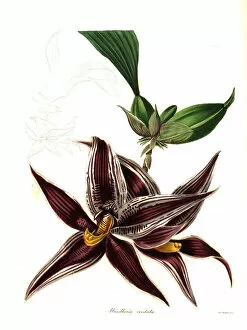 Maund Collection: Paphinia cristata orchid