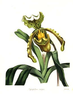 Cypripedium Collection: Paphiopedilum insigne orchid