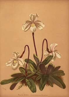 Shepard Collection: Paphiopedilum niveum orchid