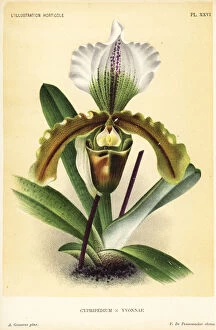 Cypripedium Collection: Paphiopedilum orchid hybrid