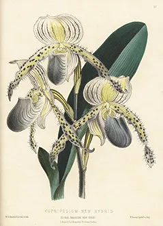 Paphiopedilum orchid hybrid