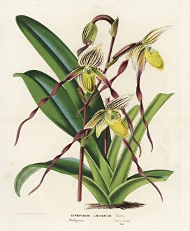 Cypripedium Collection: Paphiopedilum philippinense orchid