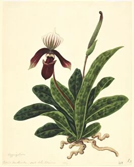 Asparagales Gallery: Paphiopedilum sp