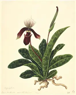 Reeves Prints: Paphiopedilum sp