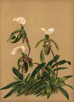 Paphiopedilum spicerianum orchid