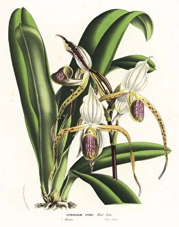 Cypripedium Collection: Paphiopedilum stonei orchid